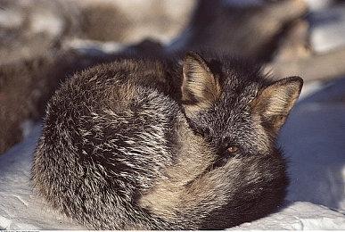 《仙剑奇侠传7》在海外受好评 开发商发文致谢