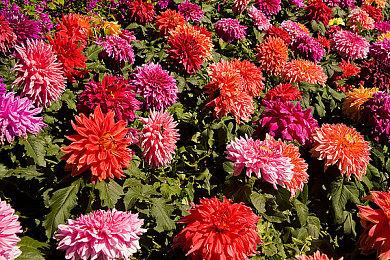 《盐2：黄金海岸》在线合作玩法测试 好评生存探索